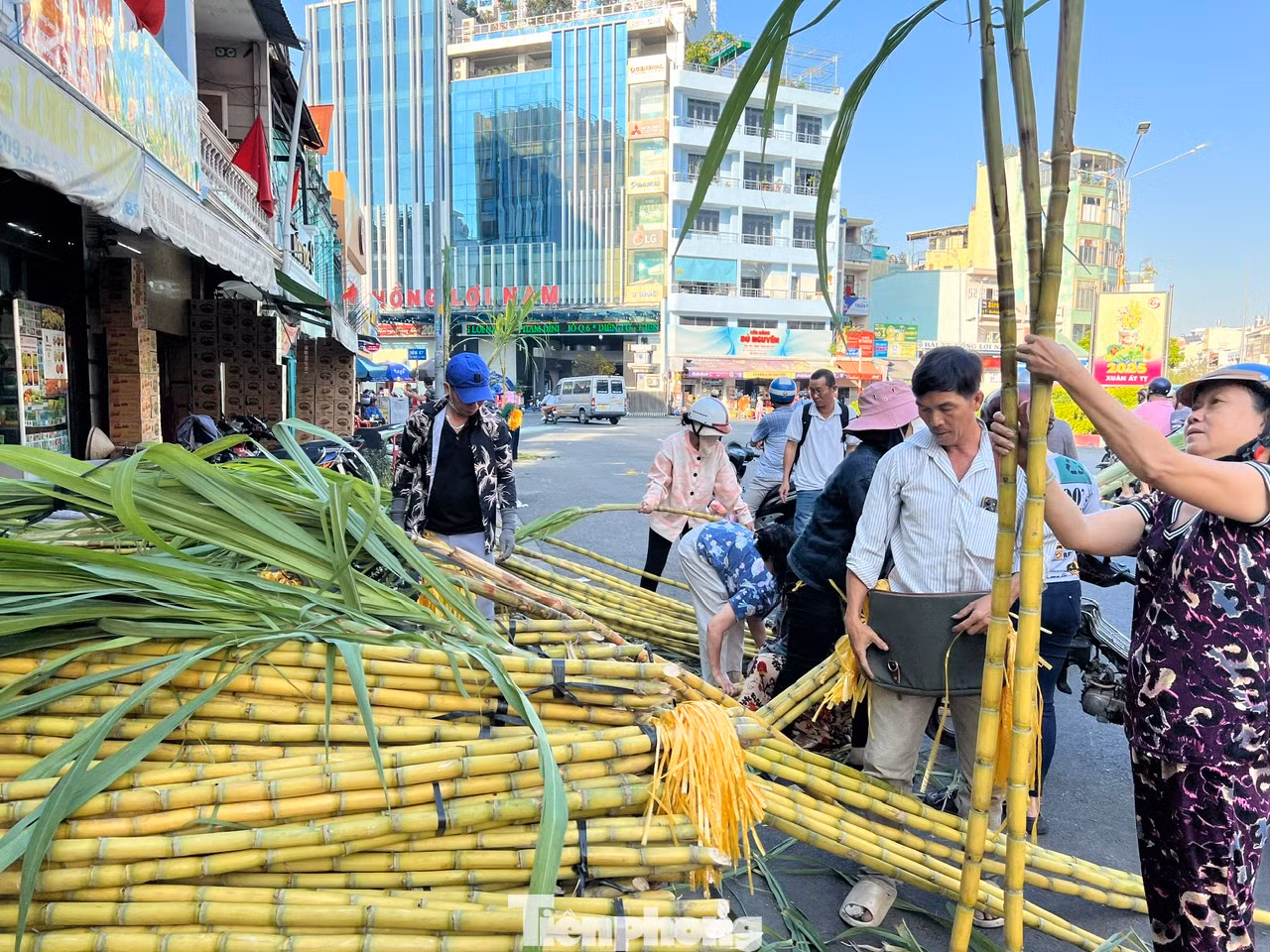 Mía để cúng lễ được mọi người chọn rất kĩ từng cây một, phải mua mía thẳng, hai cây đều nhau, dài khoảng 2 mét là chuẩn nhất. Khách hàng so từng cây mía để chọn mua. Mía để cúng lễ được mọi người chọn rất kĩ từng cây một, phải mua mía thẳng, hai cây đều nhau, dài khoảng 2 mét là chuẩn nhất. Khách hàng so từng cây mía để chọn mua.