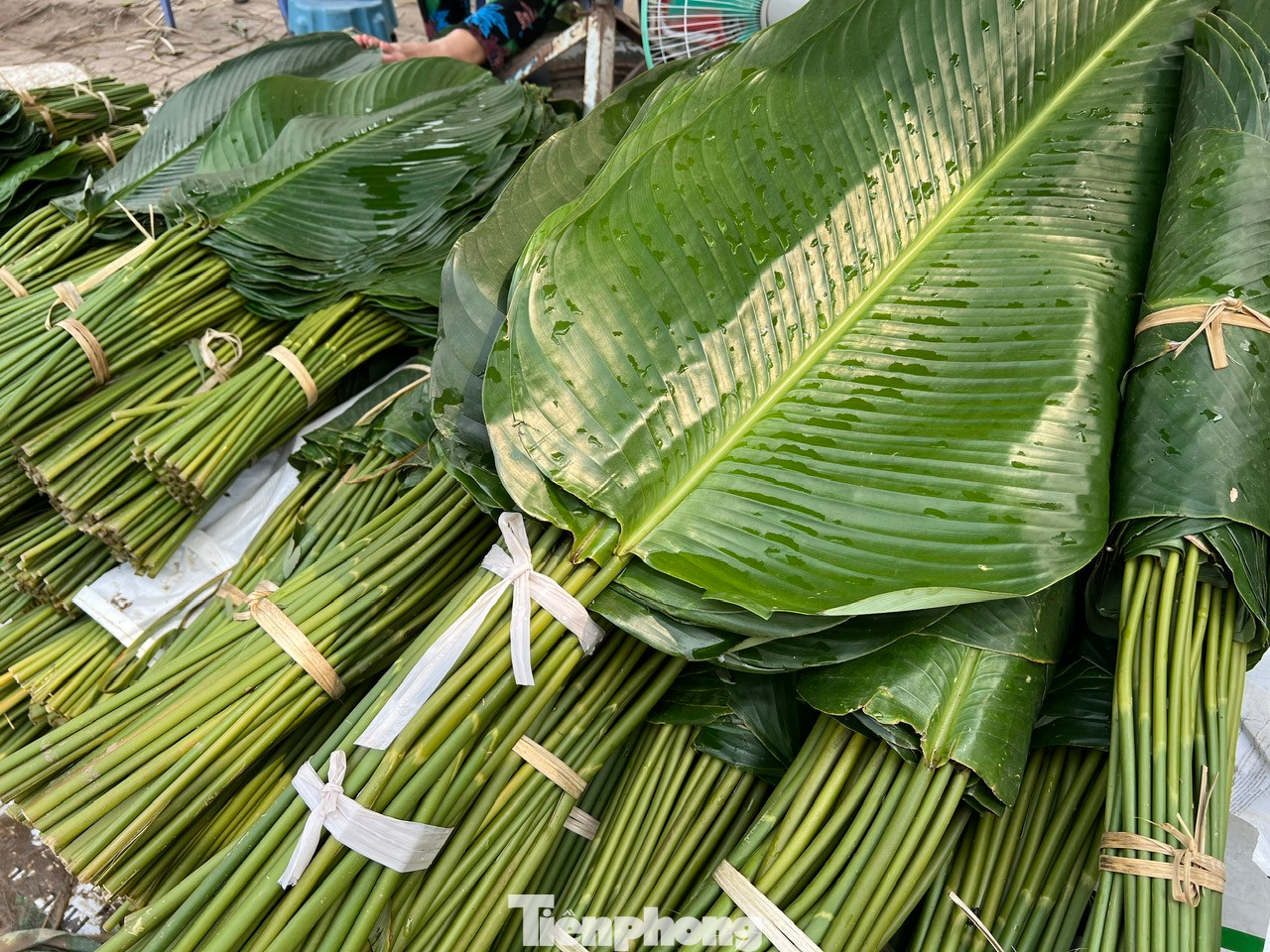 Năm nay, giá lá dong vẫn giữ ổn định như mọi năm. Cụ thể, lá cao nhất khoảng 100.000 đồng/bó (50 lá), các lá loại 2, loại ba từ 50.000 - 70.000 đồng/bó. Lá dong được tiểu thương thu mua và vận chuyển chủ yếu từ các tỉnh Đồng Nai, Lâm Đồng, huyện Hóc Môn và một số tỉnh phía Bắc về phục vụ nhu cầu gói bánh chưng của người dân thành phố.