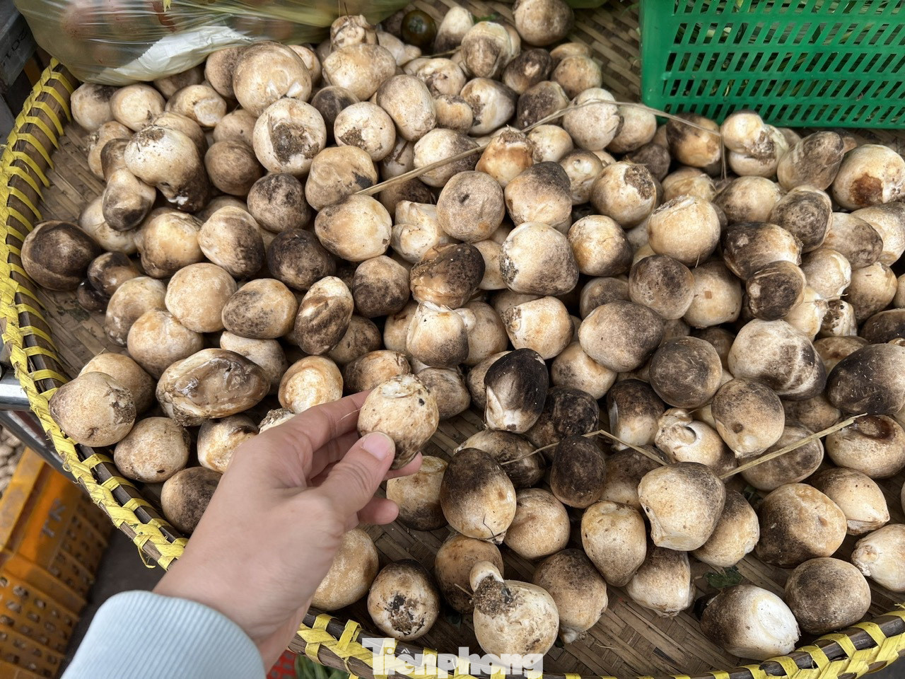 Theo ghi nhận của PV Tiền Phong, trong ngày 11/2, tại nhiều chợ như An Dương Vương (quận 6), Khu phố 2 (quận Bình Tân), Bà Chiểu (quận Bình Thạnh)... các loại rau củ đều không tăng giá, như cà chua từ 20.000 - 25.000 đồng/kg, đậu cô-ve 25.000 đồng/kg, hẹ 15.000 đồng/bó... Tuy nhiên, mặt hàng nấm rơm đang có giá rất cao, tới 150.000 đồng/kg. "Tuần trước tôi vừa mua nấm rơm, giá khoảng 60.000 - 70.000 đồng/kg nhưng chỉ mới mấy hôm đã tăng gấp đôi. Do nấm có giá cao nên tôi chỉ mua vài lạng để nấu mâm cúng, còn lại sử dụng các loại nấm khác như nấm đùi gà, nấm kim châm có giá 8.000 - 40.000 đồng/gói để chế biến món ăn trong gia đình" - anh Bình (43 tuổi, ngụ đường Trần Văn Kiểu, quận 6) cho biết.