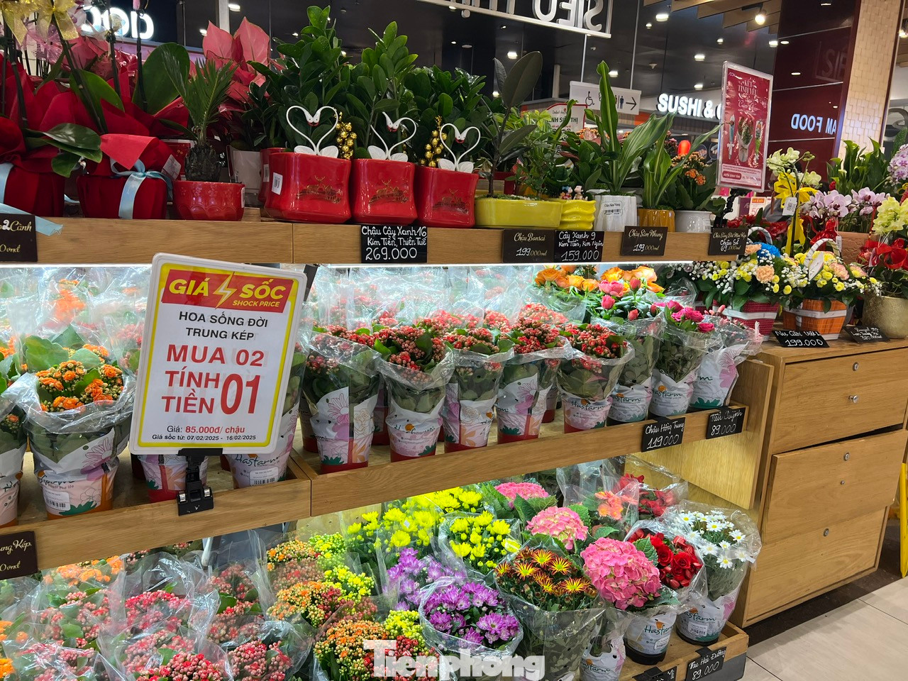 Hoa thật được trồng trong chậu làm quà tặng dịp 14/2 cũng không nhất thiết phải là hoa hồng, đó có thể là hoa sống đời, kim tiền, cúc... Trong đó, hoa sống đời có chương trình giảm giá trong dịp lễ Tình nhân khi mua 2 chỉ tính tiền 1. Hoa thật được trồng trong chậu làm quà tặng dịp 14/2 cũng không nhất thiết phải là hoa hồng, đó có thể là hoa sống đời, kim tiền, cúc... Trong đó, hoa sống đời có chương trình giảm giá trong dịp lễ Tình nhân khi mua 2 chỉ tính tiền 1.