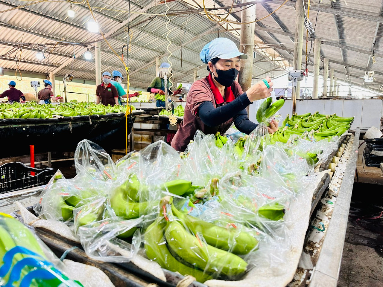 Xuất khẩu chuối tươi Việt Nam vượt Philipine, Ecuado tại thị trường Trung Quốc trong năm 2024.