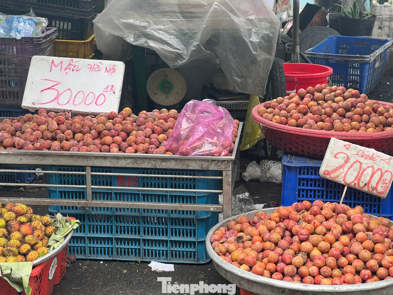 Tại các chợ truyền thống và nhiều tuyến đường ở TPHCM, mận hậu bán đầy các quầy sạp, giá chỉ 20.000 đồng/kg. Mận hậu đang vào mùa nên quả to, ngọt chứ không còn vị chua chát như hồi đầu mùa, đặc biệt giá rất rẻ Tại các chợ truyền thống và nhiều tuyến đường ở TPHCM, mận hậu bán đầy các quầy sạp, giá chỉ 20.000 đồng/kg. Mận hậu đang vào mùa nên quả to, ngọt chứ không còn vị chua chát như hồi đầu mùa, đặc biệt giá rất rẻ