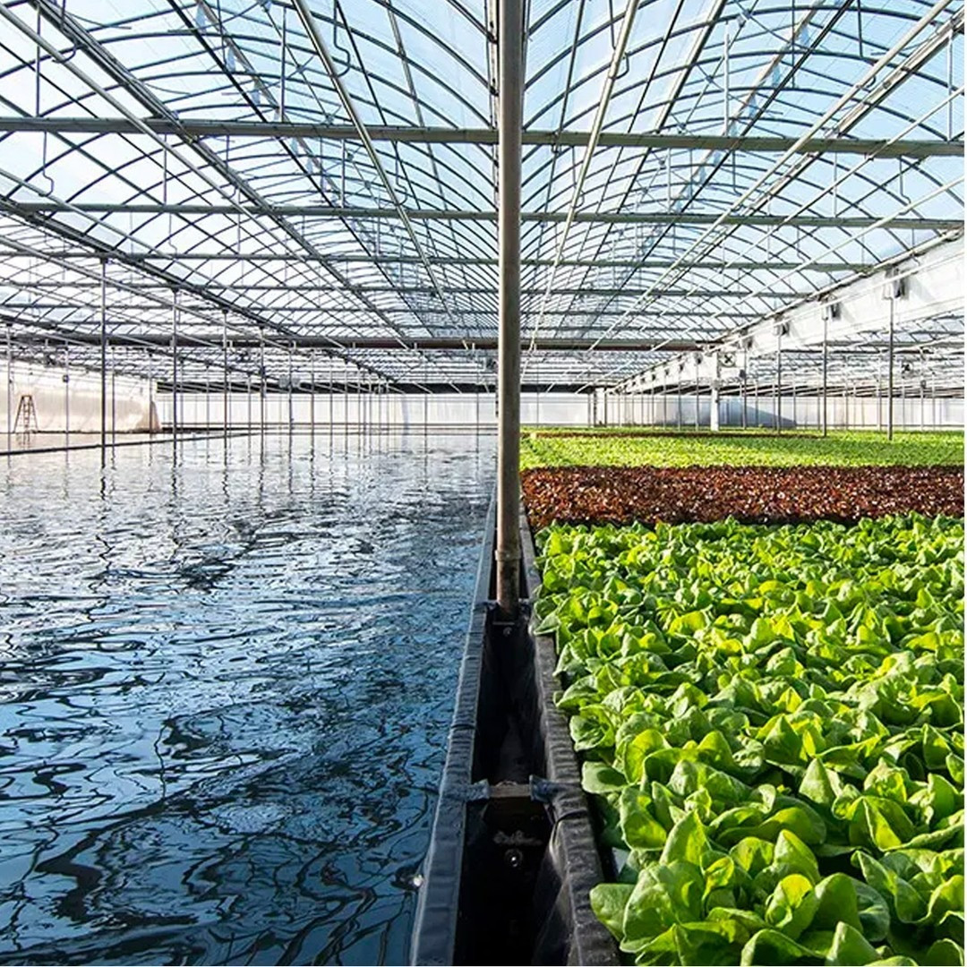 Daily Mail đưa tin Meghan sẽ ghi hình ở trang trại cần sa. Ảnh: Farmlane.