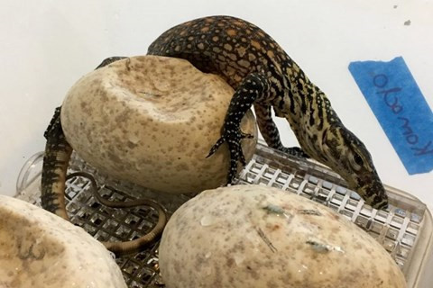 Kỳ thú khoảnh khắc đám rồng Komodo phá trứng chui ra ngoài ảnh 1