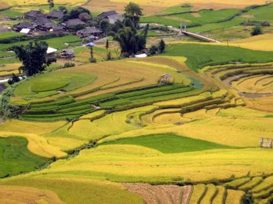 Đặc sản của đất và người Yên Bái Ai lên Tú Lệ thưởng cốm thơm ảnh 4