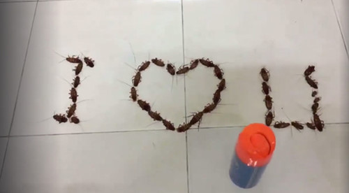 Màn tỏ tình hoành tráng của chàng trai Nam Định, dắt bạn gái đi giữa 29 xe SH ảnh 1