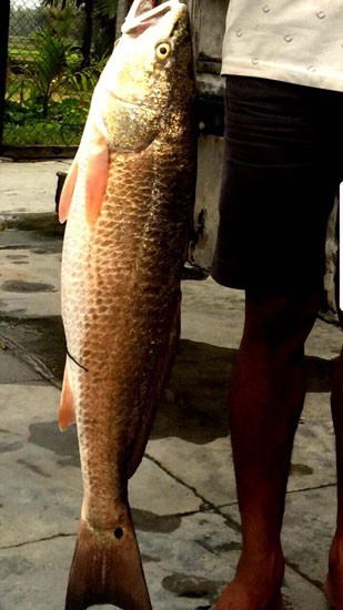 Người dân ở Bình Định câu được cá 'lạ' 5 kg vàng óng ảnh 1