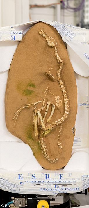 Phát hiện Khủng long thiên nga” kỳ dị ở Mông Cổ ảnh 2