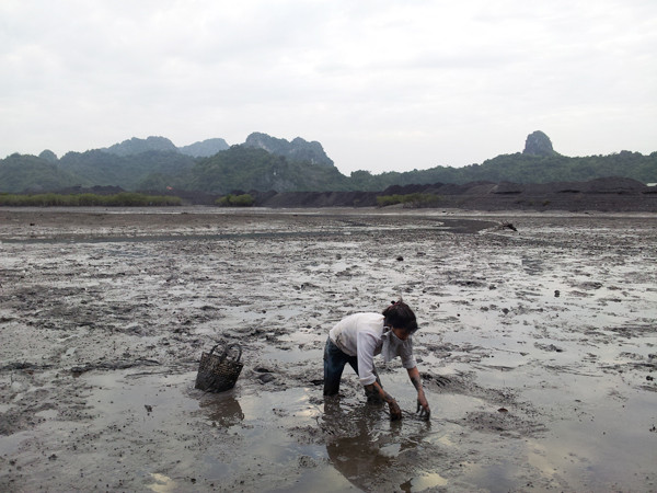 Bà Vân đi cuốc giun đất, sá sùng