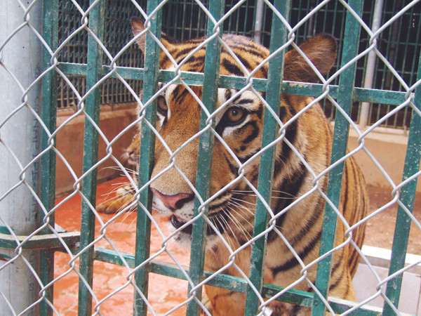 Một con hổ một tuổi ở Sóc Sơn trong khi hổ mẹ sáu tuổi đang mang thai bốn con nữa