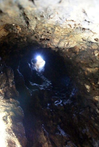  Thân cây thàn mát bị mục ruỗng từ gốc lên 