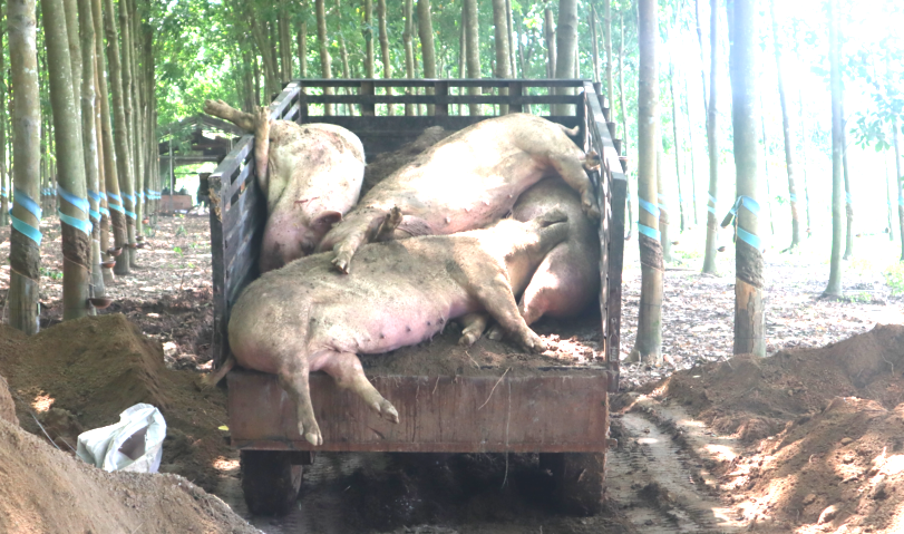Tiêu hủy lợn bị dịch tả châu Phi