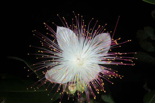 Hoa bàng vuông tại Trường Sa