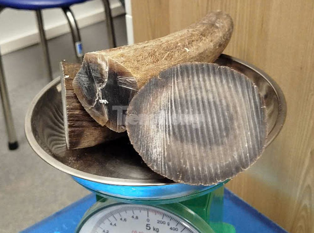 Số hàng hóa nghi sừng tê giác bị thu giữ.