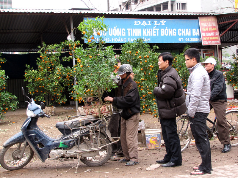 Một cây quất được bán với giá 300.000đ