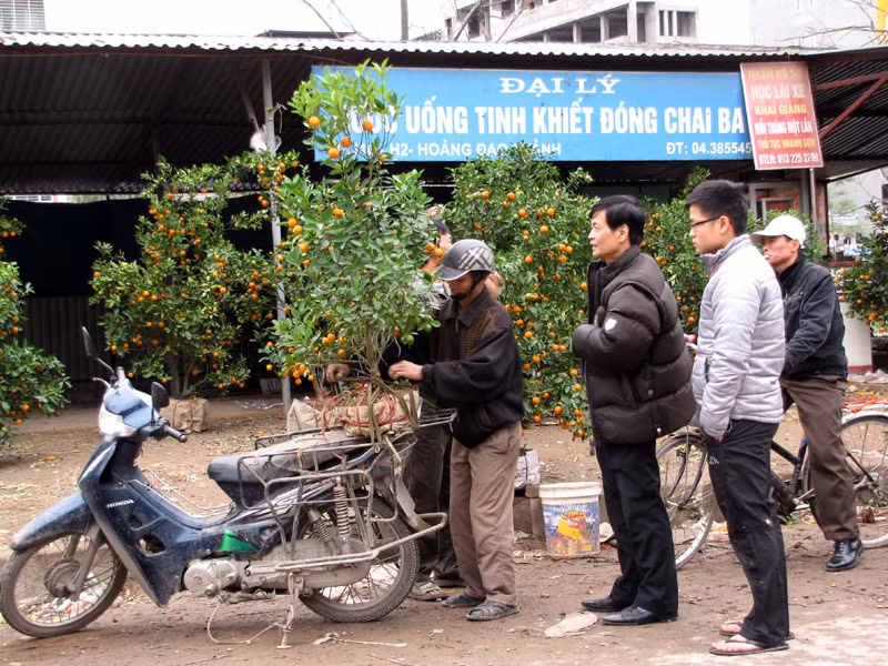 Một cây quất được bán với giá 300.000đ