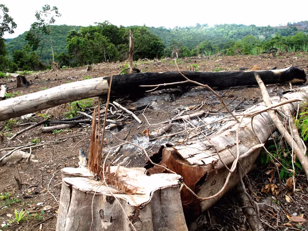 Khoảng 4ha rừng già Hòn Đót bị “trảm” sạch chỉ còn trơ gốc 