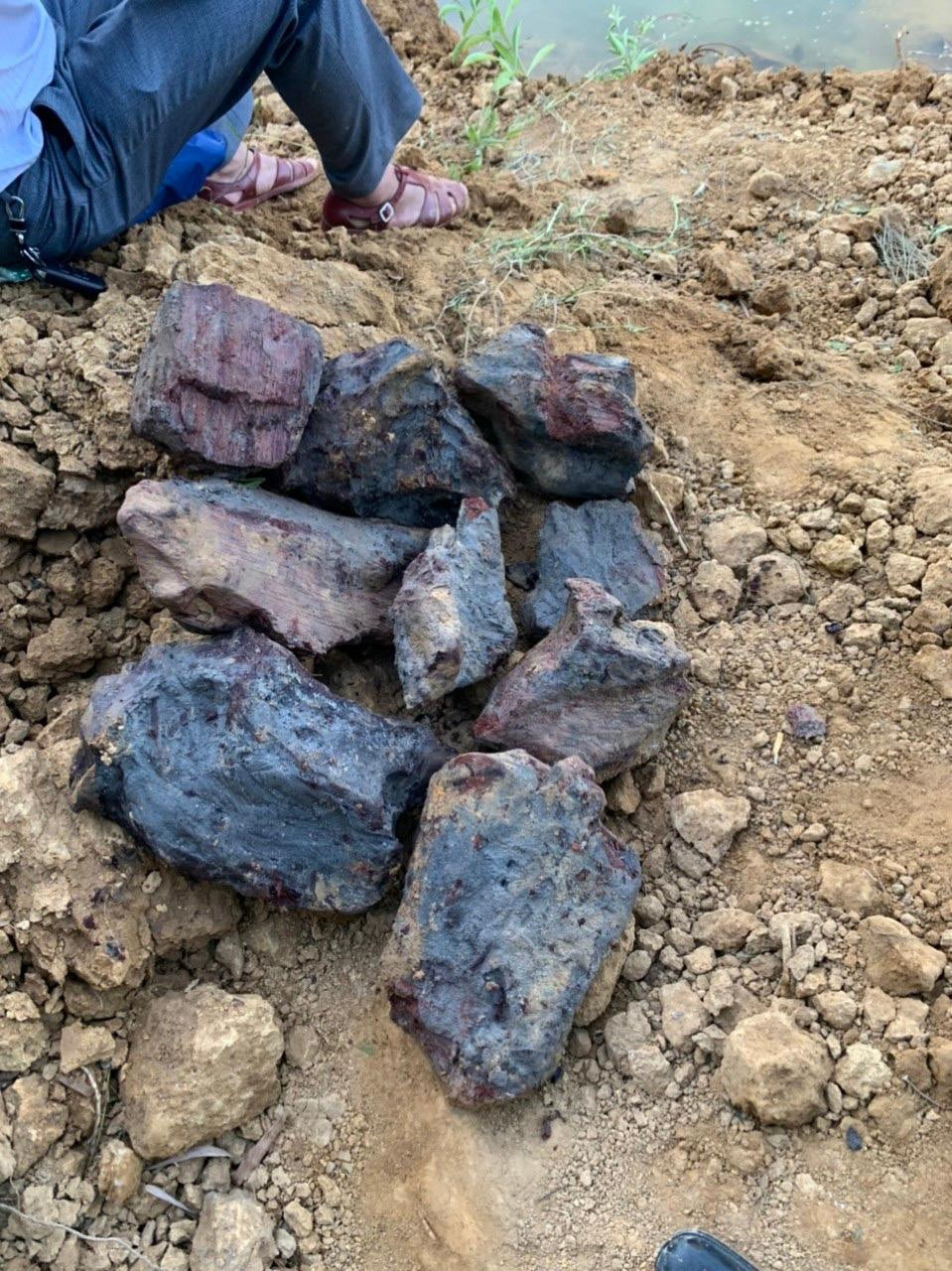 Những miếng gỗ sưa cổ thụ đã chết và bị rỗng mục bởi thời gian