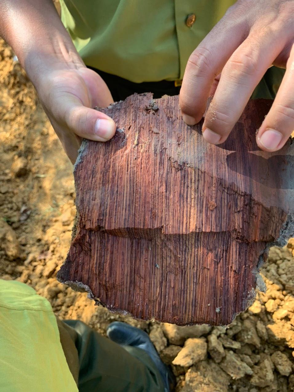 Một mảnh gỗ sưa còn nguyên thớ gỗ.