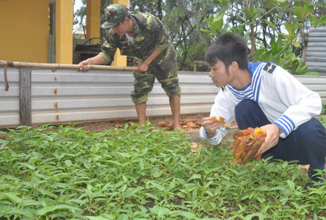 Bên cạnh nhiệm vụ huấn luyện, các chiến sỹ đảo Sơn Ca tích cực tăng gia sản xuất