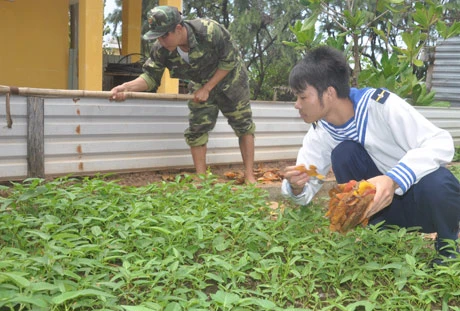 Bên cạnh nhiệm vụ huấn luyện, các chiến sỹ đảo Sơn Ca tích cực tăng gia sản xuất