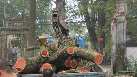Có nên bán cây sưa 'hàng ngàn tỷ' trên đường phố? ảnh 4