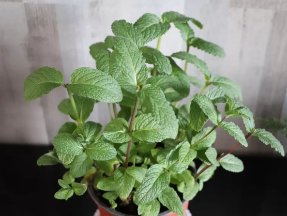 Mẹo đuổi muỗi giúp bạn ngủ không cần mắc màn ảnh 2