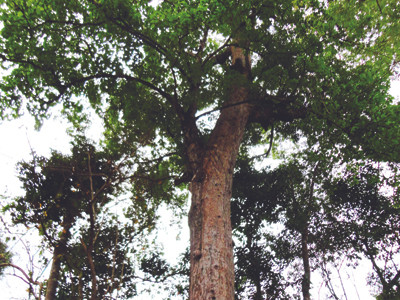 Cây Kơ nia giữa rừng