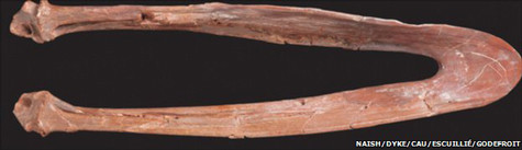 Chiếc xương hàm hóa thạch cổ đại này có chiều dài gấp đôi xương hàm của đà điểu, loài chim lớn nhất trên thế giới ngày nay. Ảnh: BBC