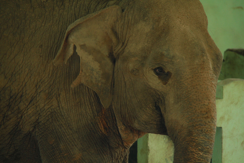 Một bên tai voi bị rách từ lâu, nước mắt lúc nào cũng trào ra