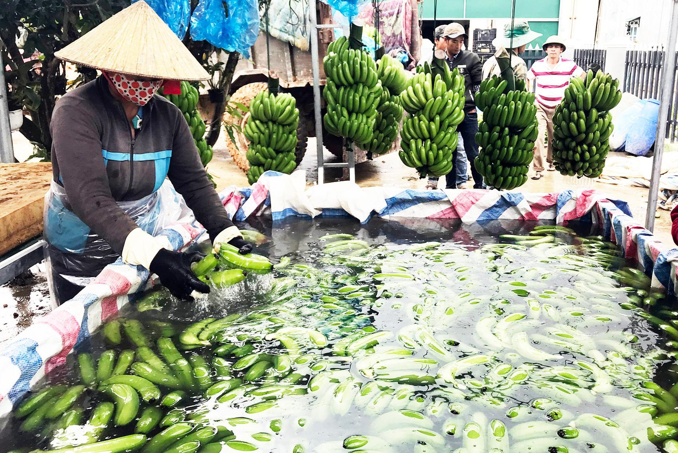 Một công đoạn sơ chế chuối xuất khẩu