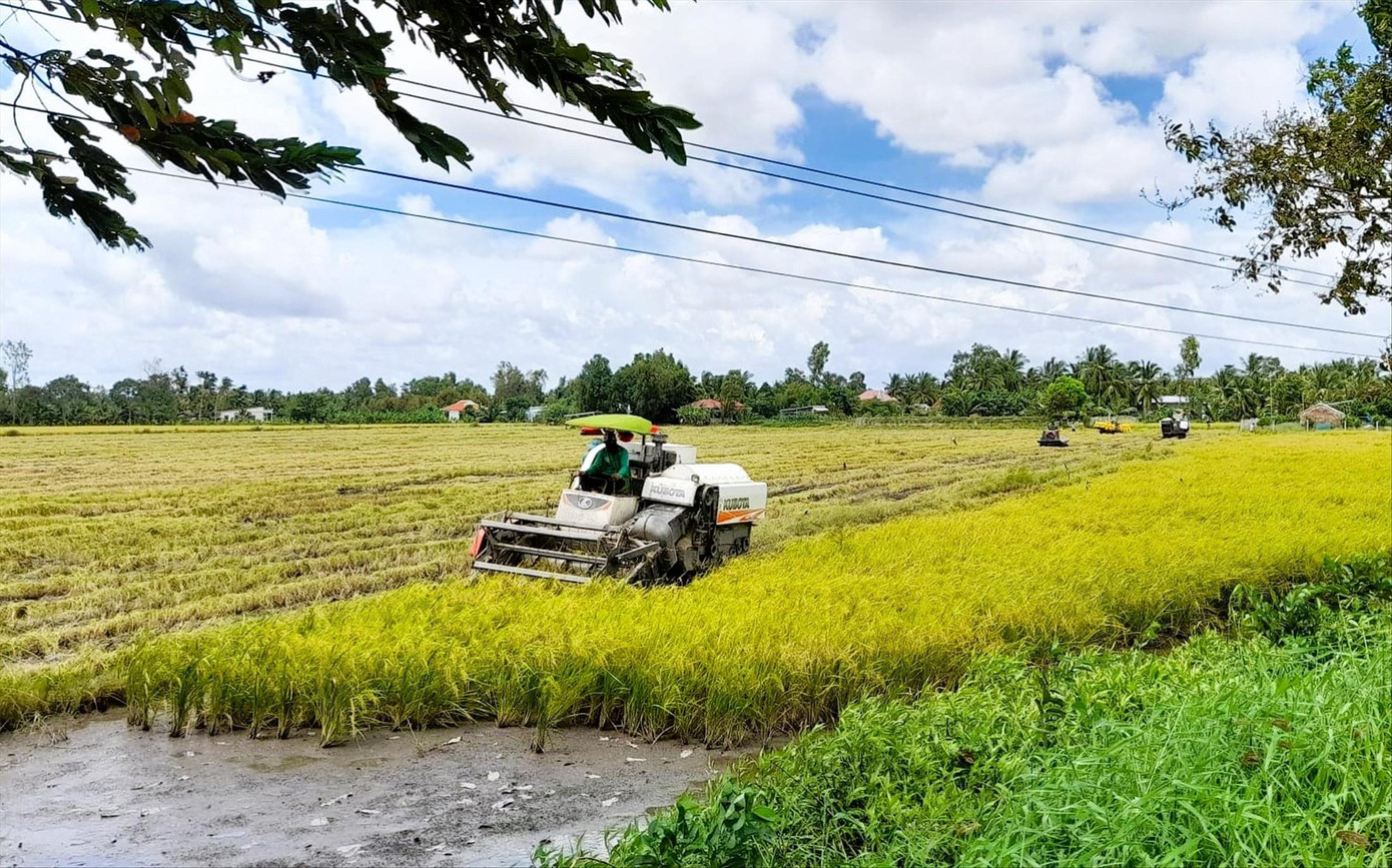Thu hoạch lúa ở Hậu Giang. ẢNH: CẢNH KỲ