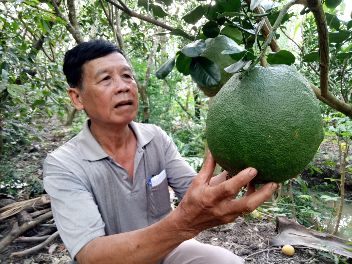 Nông dân trồng bưởi xuất khẩu ở Bến Tre. Ảnh: Hòa Hội Nông dân trồng bưởi xuất khẩu ở Bến Tre. Ảnh: Hòa Hội