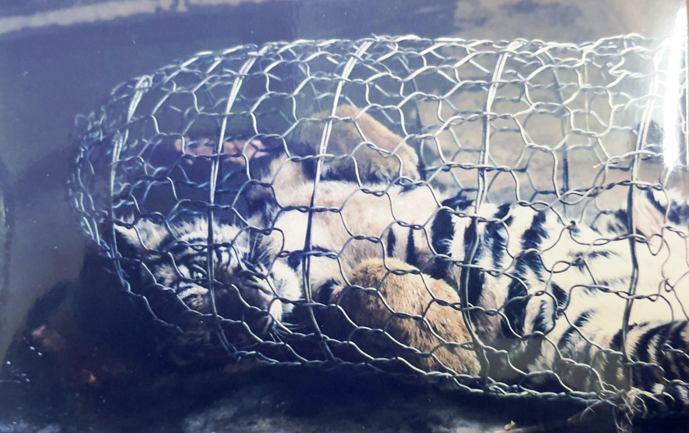 Hổ Lâm Nhi thời điểm được giải cứu. Ảnh tư liệu