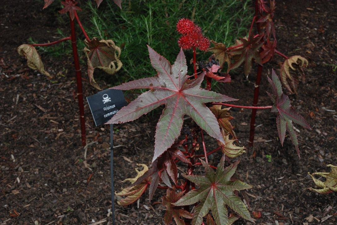 Cây thầu dầu – loài cây độc nhất thế giới Cây thầu dầu – loài cây độc nhất thế giới