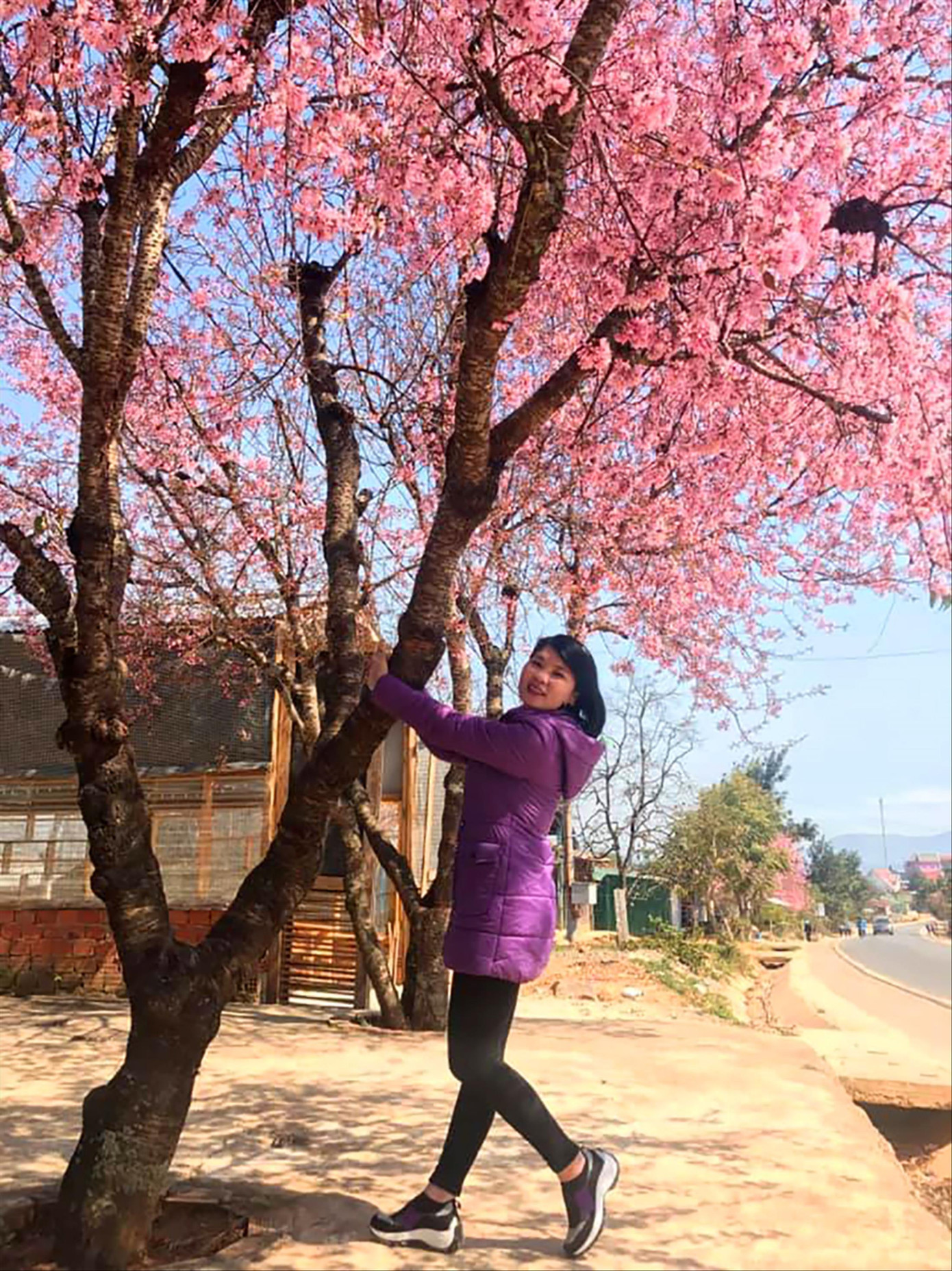 Check-in với Mai anh đào nở rộ tại Đà Lạt. Ảnh: KIM ANH