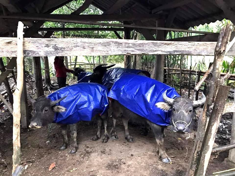 Người dân miền núi Nghệ An mặc áo chống rét cho trâu, bò