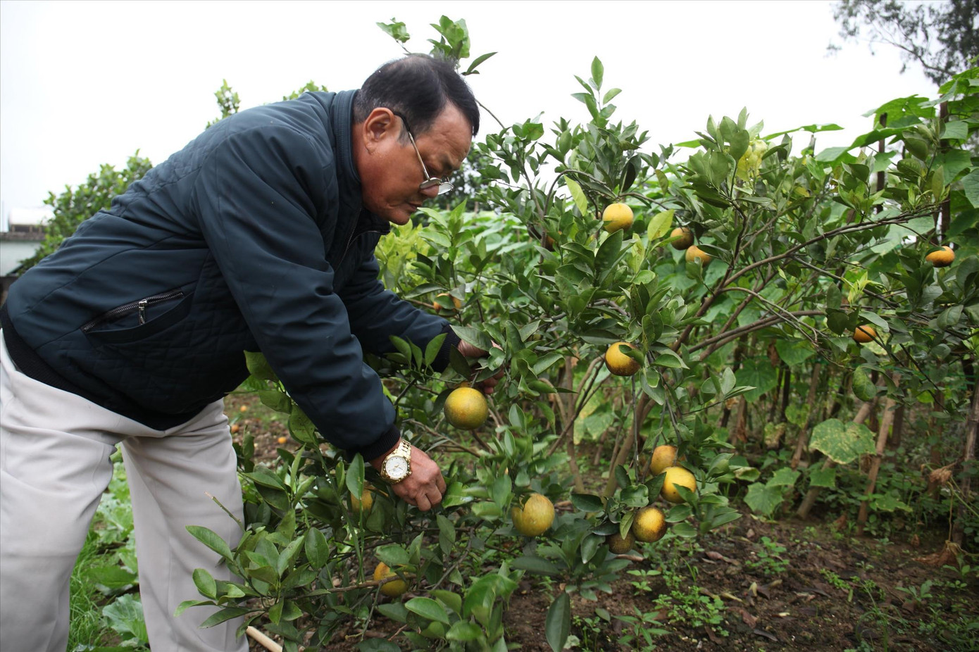 Ông Phong buồn bã bên gốc cam “tiến vua” có giá 60.000 – 100.000 đồng/quả đã rụng gần hết Ông Phong buồn bã bên gốc cam “tiến vua” có giá 60.000 – 100.000 đồng/quả đã rụng gần hết