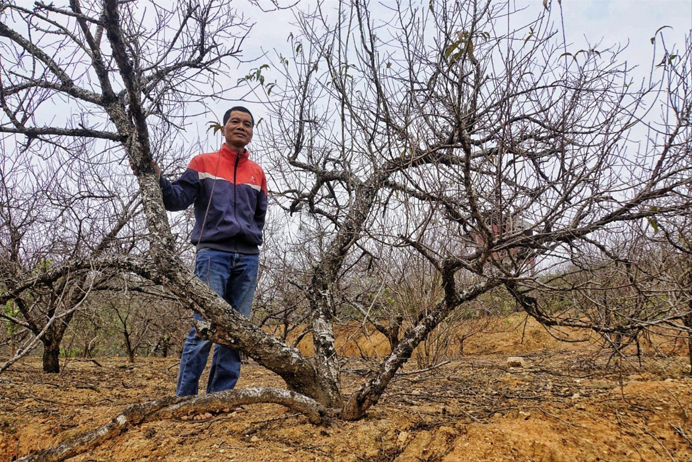 Anh Hồ Việt Hoa bên những gốc đào Nhật Tân trên núi