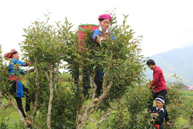 Gia đình chị Trần Thị Mai làm giàu từ cây chè