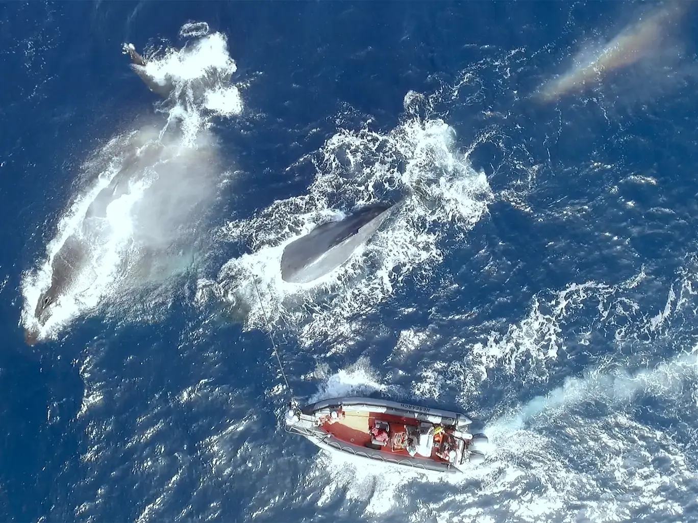 Cá voi là sinh vật bầy đàn và thường ở trong nhóm từ hai đến ba con. Cá voi là sinh vật bầy đàn và thường ở trong nhóm từ hai đến ba con.