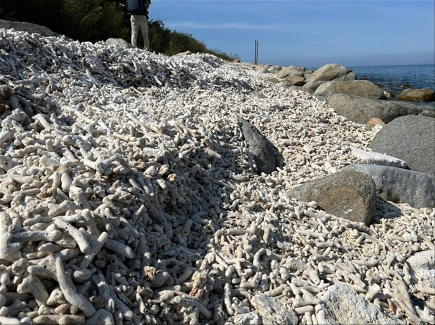 Hệ sinh thái san hô ở Hòn Mun bị suy giảm nghiêm trọng trong thời gian qua. Ảnh: C.H