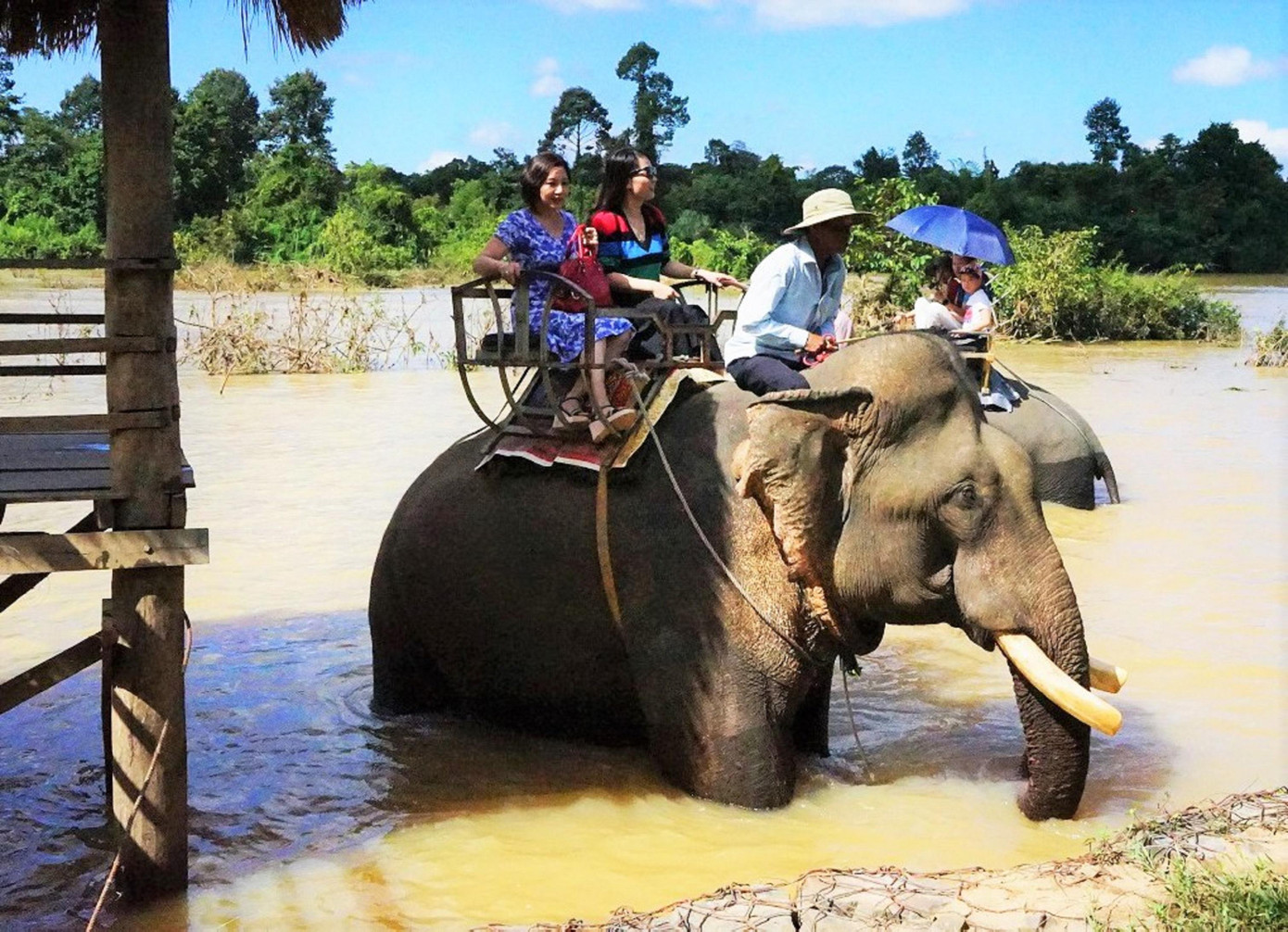 Voi nhà ở Đắk Lắk vẫn còn chở khách
