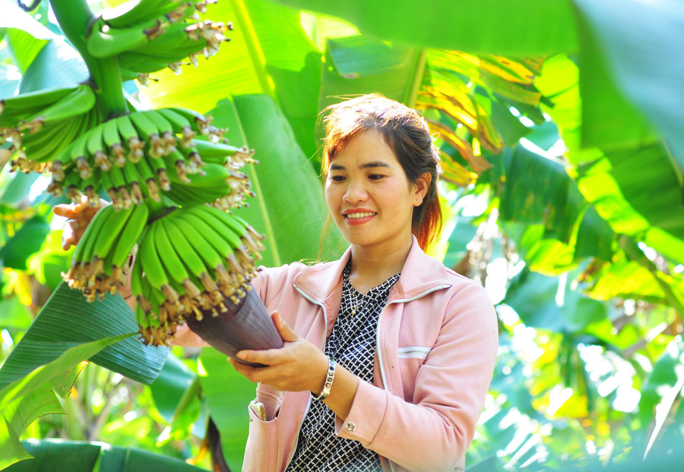 Vườn chuối Laba ở Đạ K’Nàng