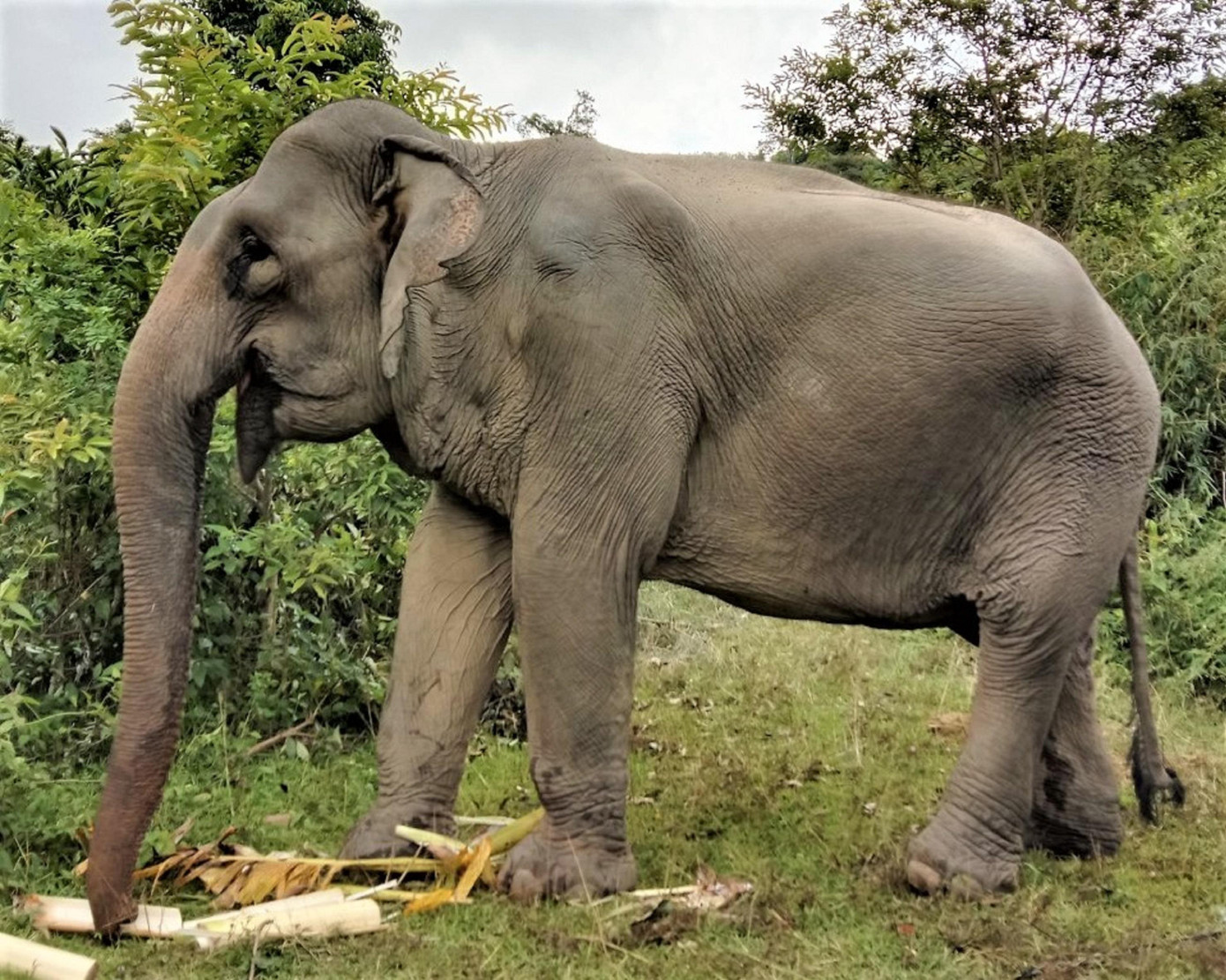 Chủ voi ở huyện Lắk mua thêm chuối làm thức ăn cho voi