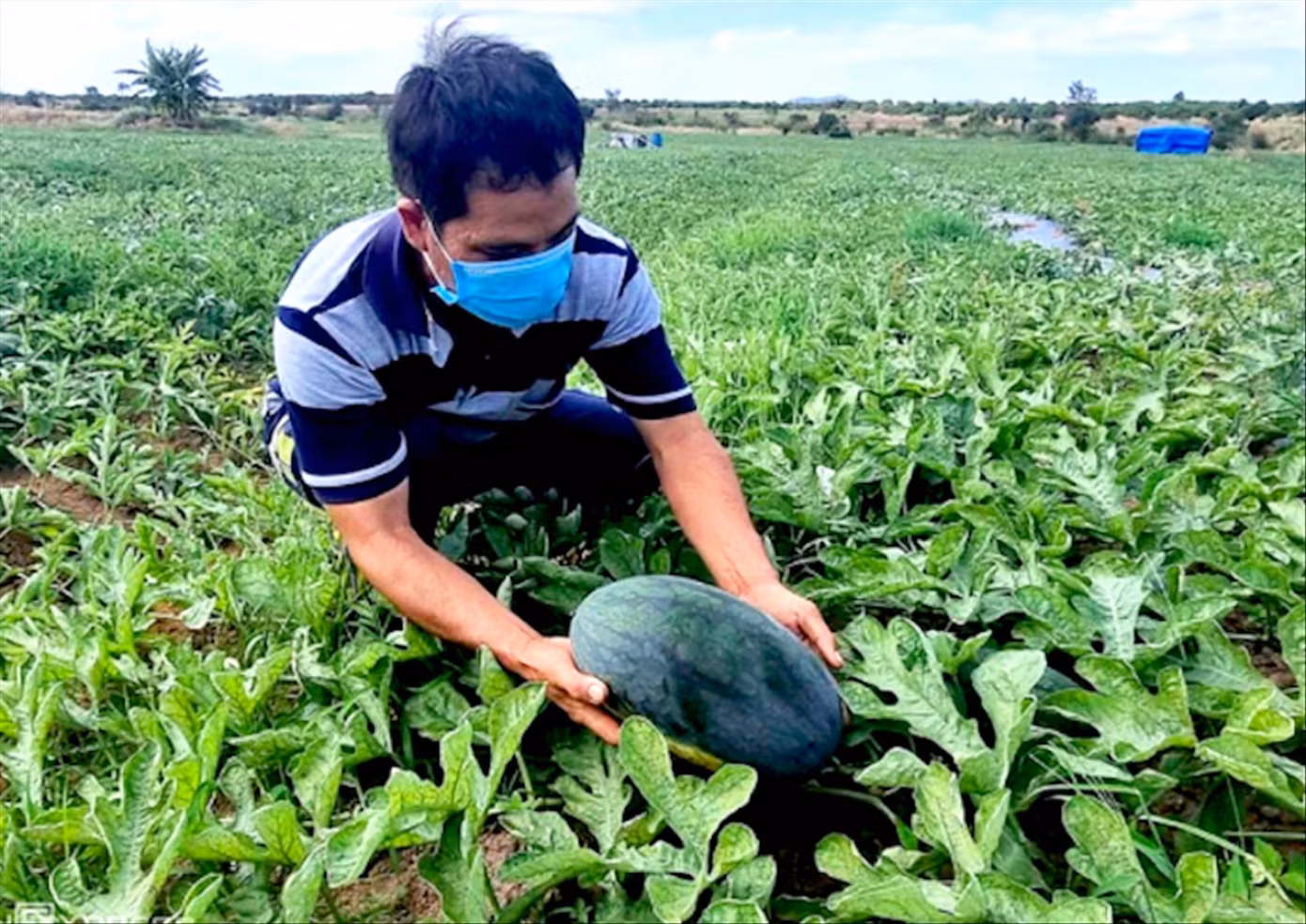 Anh Tân bên ruộng dưa đã chín rộ không có người mua. Ảnh: H.Thủy Anh Tân bên ruộng dưa đã chín rộ không có người mua. Ảnh: H.Thủy