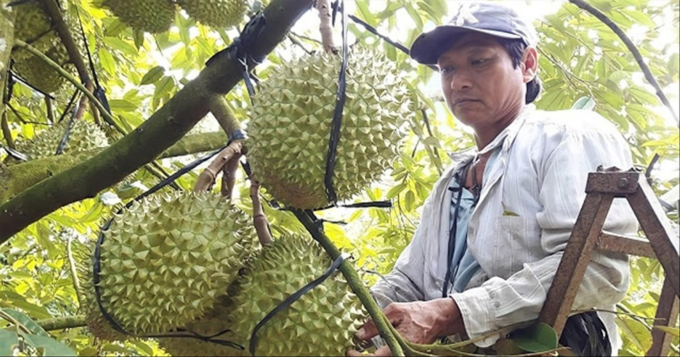 Việc chính thức được xuất khẩu chính ngạch sang Trung Quốc mở ra cơ hội lớn cho sầu riêng Việt Việc chính thức được xuất khẩu chính ngạch sang Trung Quốc mở ra cơ hội lớn cho sầu riêng Việt