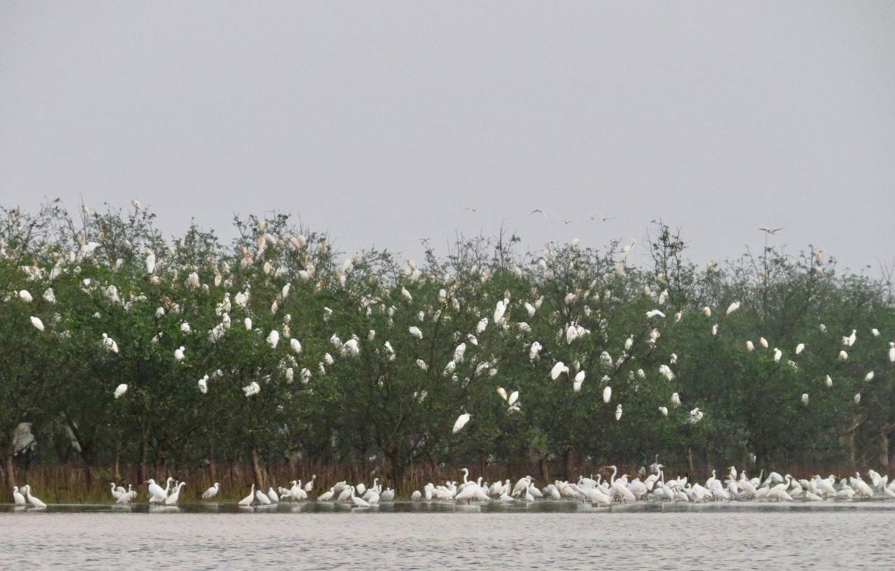 Nhiều năm nay cò trắng tìm về trú ngụ ở rừng bần chua cù lao Bắc Phước