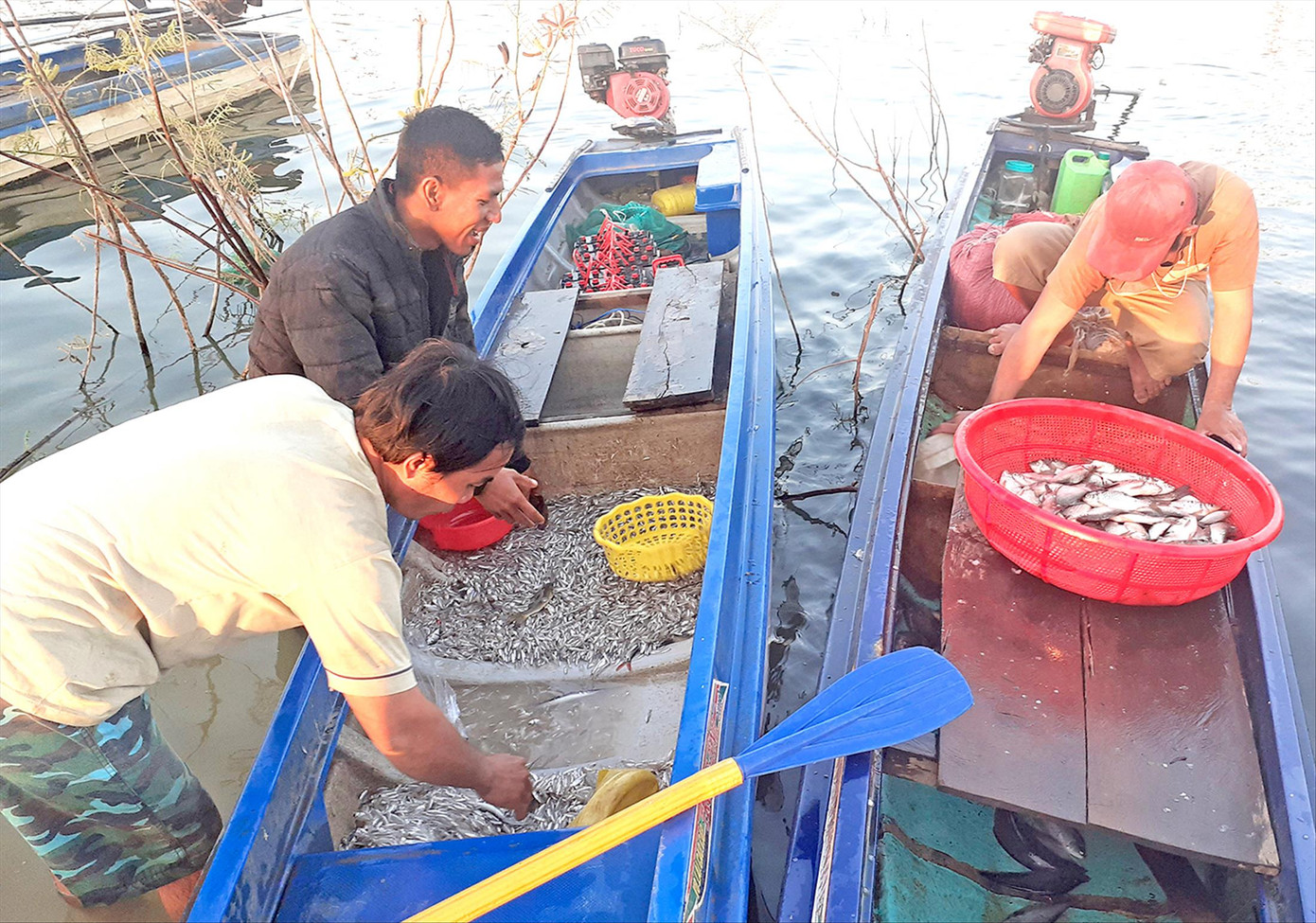 Nguồn thủy sản ở lòng hồ Thủy lợi Ia Mơr trù phú Nguồn thủy sản ở lòng hồ Thủy lợi Ia Mơr trù phú