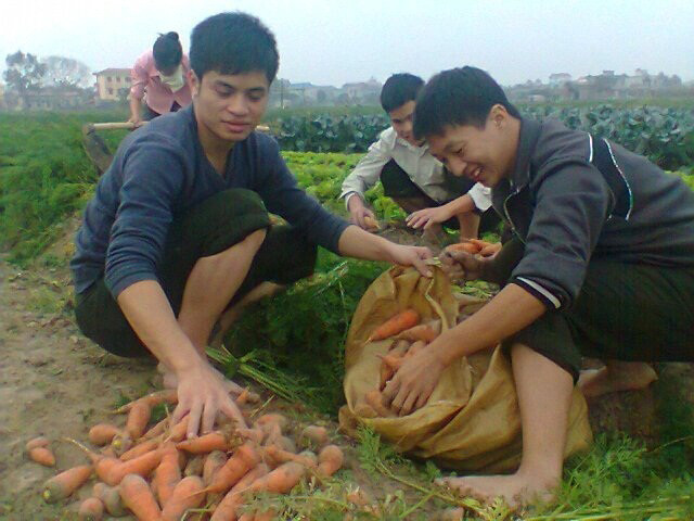Bạn trẻ thu hoạch nông sản